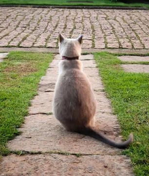 Thoughtful cat Fotos de archivo