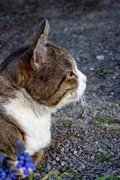 Thoughtful Cat in the Sunlight Stock Photos