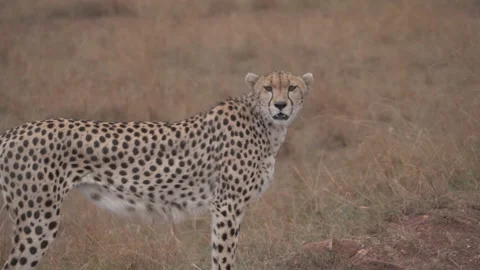 Thoughtful Cheetah Looks Stock Footage 217652260