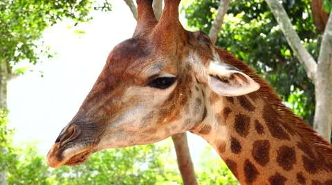 Thoughtful, chewing giraffe. Stock Footage 48560108