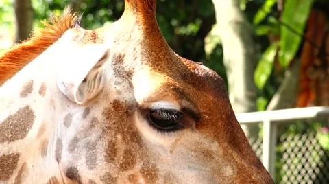 Thoughtful, chewing giraffe. Stock Footage 48560245