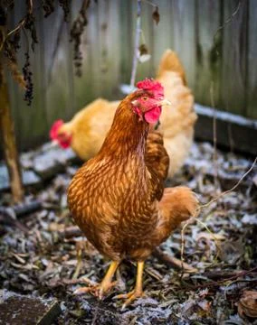 Thoughtful chicken Fotos de archivo