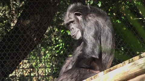 A thoughtful Chimpanzee 4K Stock Footage 83102086
