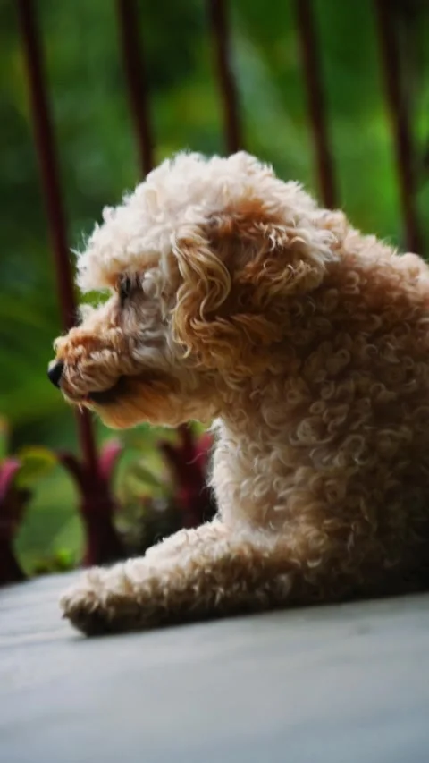 Thoughtful Dog Sitting 2 Stock Footage 311550987