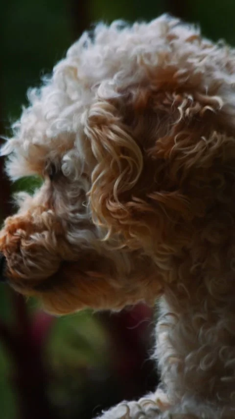 Thoughtful Dog Sitting Stock Footage 311550986