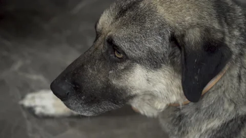Thoughtful dog sitting in the ground Stock Footage 166734217