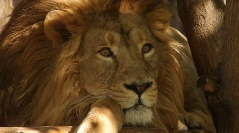 Thoughtful face of a lion, lying on tree shadow background with sunshine spots Stock Footage 46438328