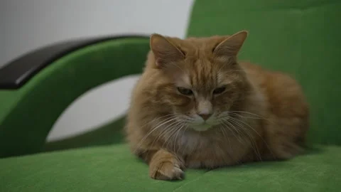 Thoughtful fluffy ginger cat on a green sofa close-up 動画素材 201686689