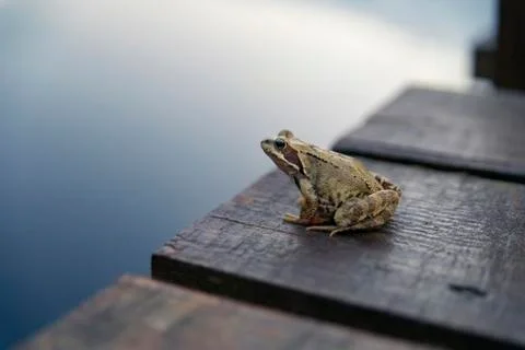 Thoughtful frog Stock Photos