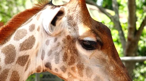 Thoughtful giraffe. Stock Footage 48559216