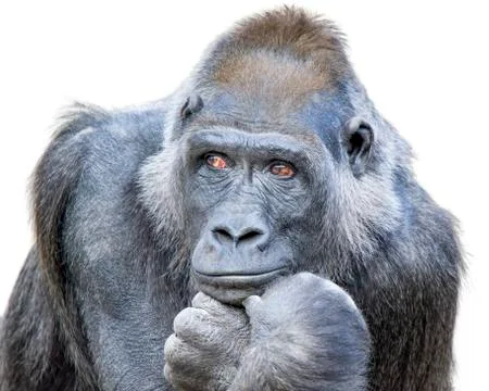 Thoughtful Gorilla Stock Photos
