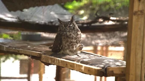 The thoughtful grey owl with big ears sits on a bench looking to camera. Stock Footage 203961114