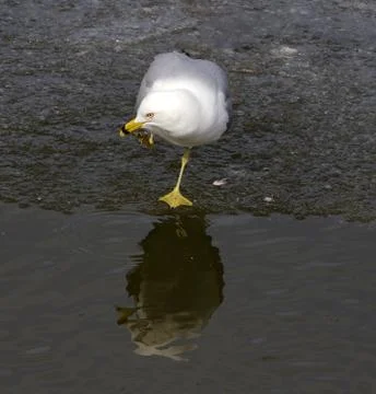 Thoughtful gull Stock Photos