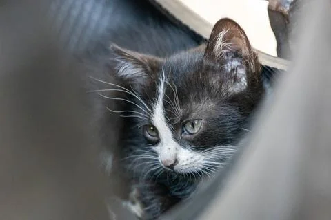 Thoughtful Kitten Resting Stock Photos