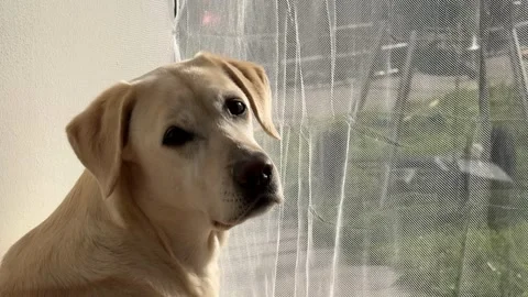 Thoughtful Labrador Gaze Stock Footage 310494202