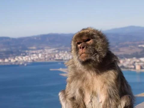 Thoughtful Looking Monkey, Barbary Macaque 스톡 사진