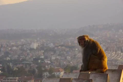 Thoughtful looking Rhesus macaques (Macaca mulatta) Stock Photos
