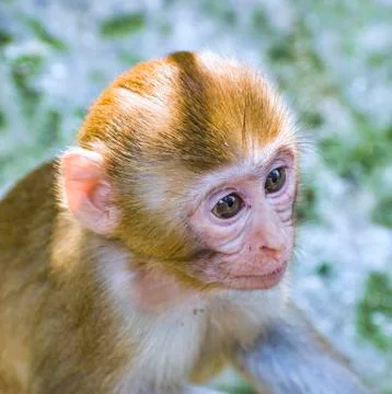 A thoughtful monkey. Stock Photos