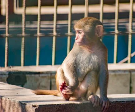 A thoughtful monkey. Stock Photos