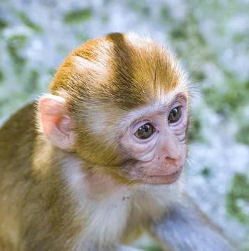 A thoughtful monkey. Stock Photos