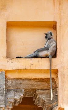 Thoughtful monkey in square niche Foto stock