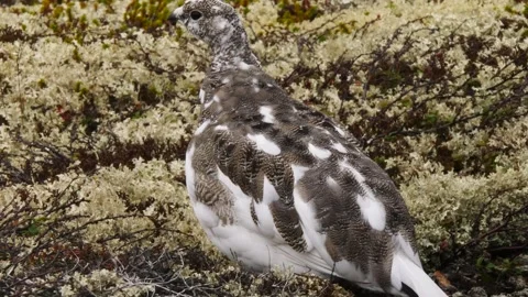 A thoughtful partridge in the tundra. Stock Footage 291320520