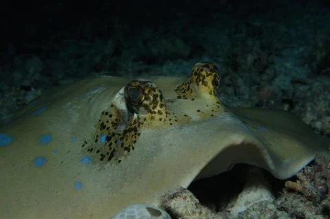 Thoughtful ray Stock Photos