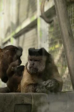 Thoughtful tufted capuchin monkey sitting in a zoo enclosure while another .. Stock Photos