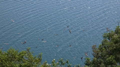 Thousand of Bats Stock Footage 125489210