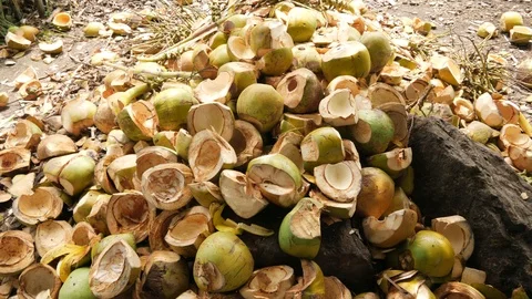 THOUSAND OF COCONUTS SKINS ON THE FLOOR COCCO NUTS COCONUT 4K 스톡 동영상 85685100