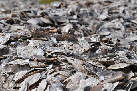 Thousand of different shells on the beach of different kind Stockfoto's
