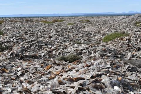 Thousand of different shells on the beach of different kind Foto stock