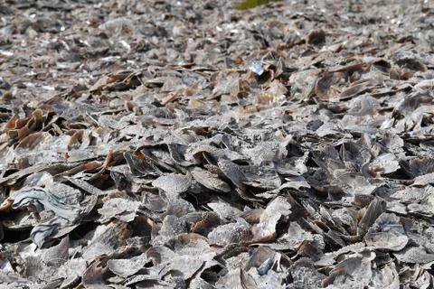 Thousand of different shells on the beach of different kind Stock Photos