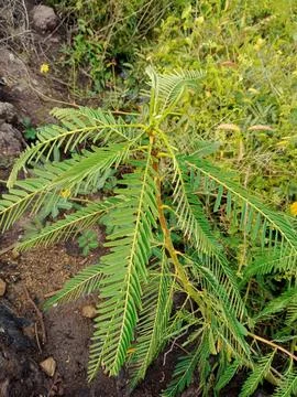 Thousand leaf plant 스톡 사진