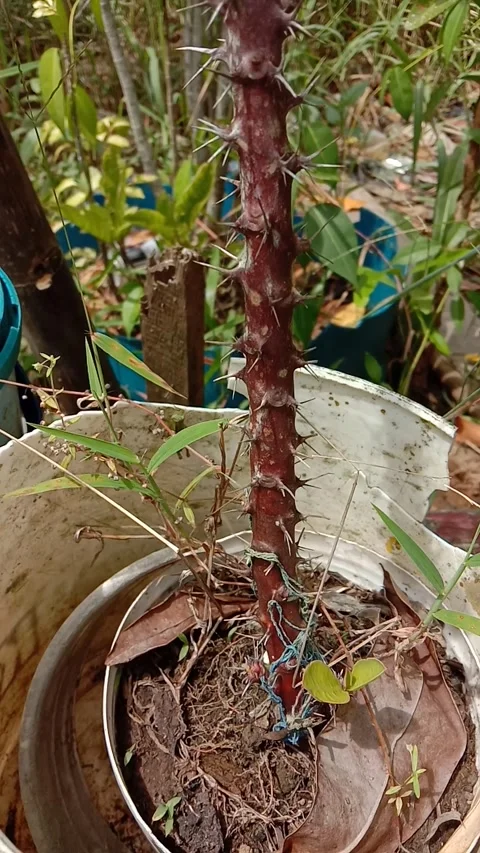 Thousand thorn flower Stock Footage 246133748