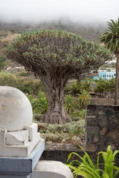 Thousand year old dragon tree of Tenerife - Icod de Los Vinos Stock Photos