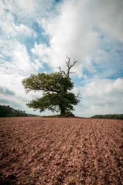 Thousand year old oak in between a field, vintage color filter Stock Photos