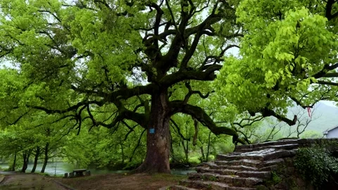 Thousand-year-old tree Stock Footage 173363452