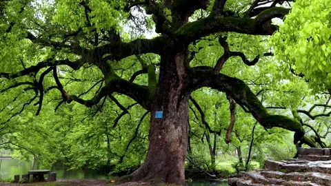 Thousand-year-old tree Stock Footage 173363491