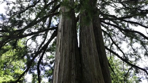 A Thousand Year Old Tree Stock Footage 322055556