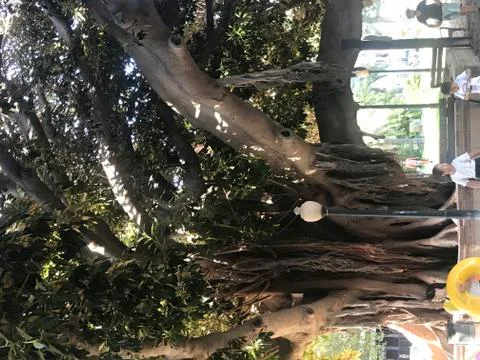 A thousand years old tree Stock Photos
