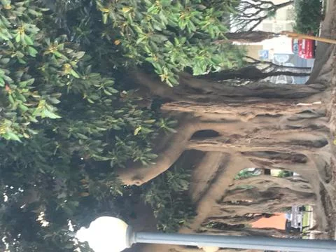 A thousand years old tree Stock Photos