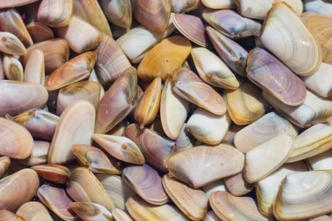 Thousands of Abrupt Wedge Shells in a container after harvest Stock Photos
