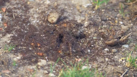 Thousands of ant colonies are working on their nests, ant colony in motion, 스톡 동영상 280550568