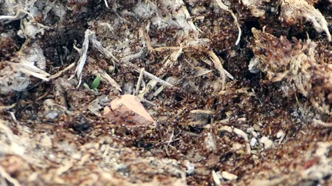 Thousands of ant colonies are working on their nest,close-up of ant colony .. Stock Footage 280550975