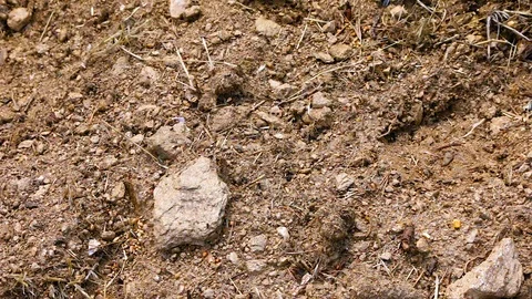 Thousands of ants are running to get food Stock Footage 90926429