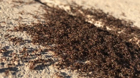 Thousands of ants climbing over each other Stock Footage 91226410