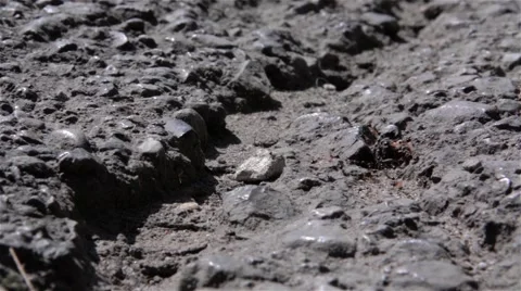 Thousands of ants enter and leave the anthill under asphalt Stock Footage 58809855