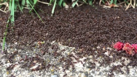 Thousands of Ants Video stock 74201477