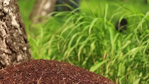 Thousands of ants move on top of anthill in forest Stock Footage 71033064